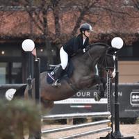 Cavallo da gara o compagnia