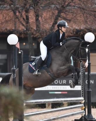 Cavallo da gara o compagnia