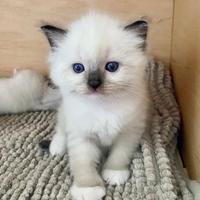Ragdoll cuccioli seal mitted con Pedigree