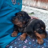 Maschietto Bassotto nano arlecchino