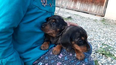 Maschietto Bassotto nano arlecchino