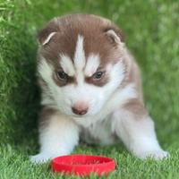 Husky siberian