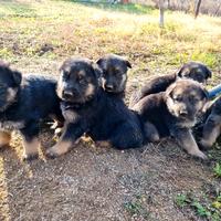 Cuccioli di Pastore Tedesco