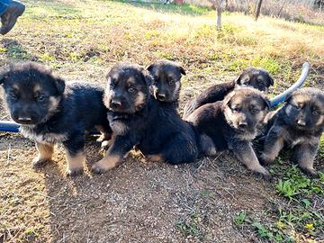 Cuccioli di Pastore Tedesco