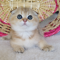 Gatto, Scottish Fold, pedigree