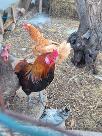Gallo araucana