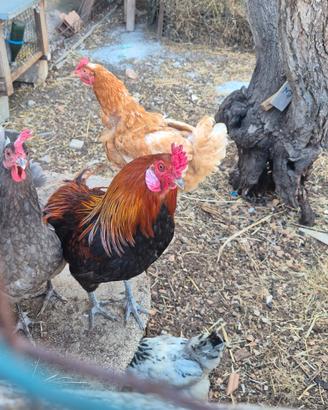 Gallo araucana