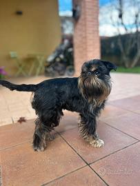 Griffoncino Belga