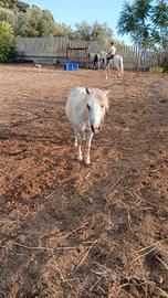 Pony femmina 9 anni