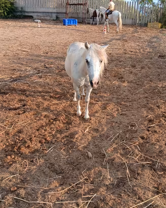Pony femmina 9 anni