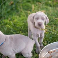 Splendidi cuccioli di Weimaraner