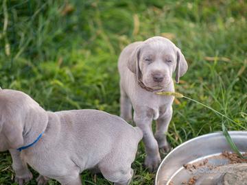 Splendidi cuccioli di Weimaraner