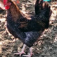 Giovane Gallo Legbar