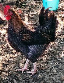 Giovane Gallo Legbar