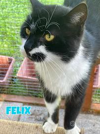 Felix micino bianconero di 7 mesi