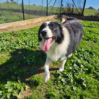 Adozione Border Collie adulti