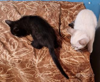 Cuccioli di gatto Bengala