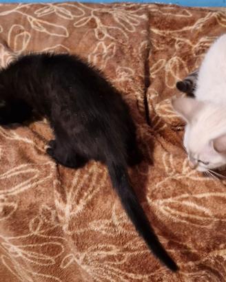 Cuccioli di gatto Bengala
