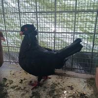 Sottobanca colombi piccioni