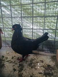 Sottobanca colombi piccioni