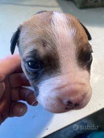 Amstaff originali