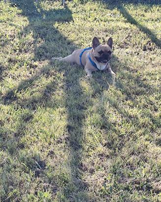 Bulldog francese per monta
