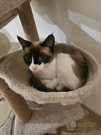 Casa per 2 gatte