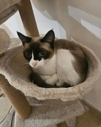 Casa per 2 gatte