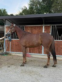 Cavallo 3 anni A.A