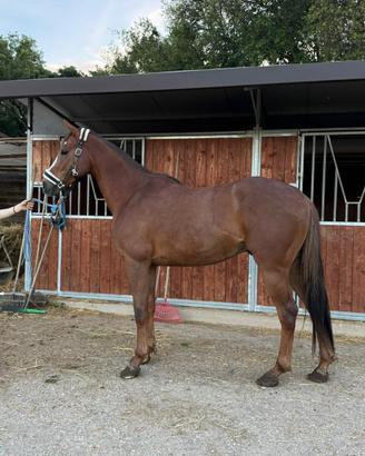 Cavallo 3 anni A.A