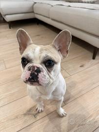 Bulldog Francese cucciolo