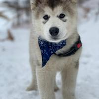 Alaskan malamute