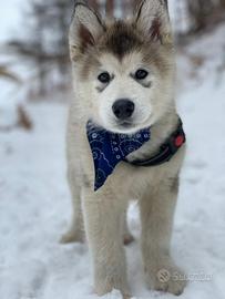 Alaskan malamute