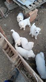 Cuccioli di pastore maremmano