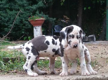 Alano Cuccioli