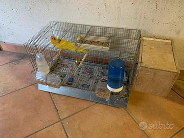 Coppia uccelli Kakariko