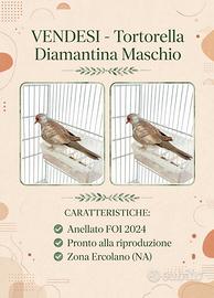 Tortora diamantina maschio da riproduzione