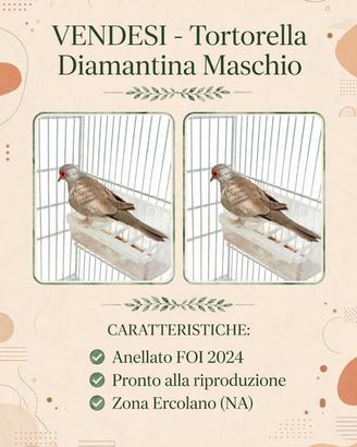 Tortora diamantina maschio da riproduzione