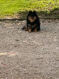 Volpino Pomerania