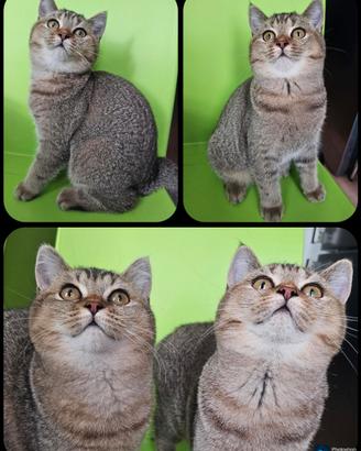 British Shorthair femmina adulta da riproduzione