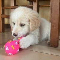 Cucciola incrocio golden retriever di 2 mesi