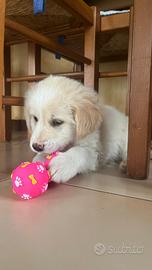 Cucciola incrocio golden retriever di 2 mesi