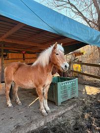 Cavalli Haflinger