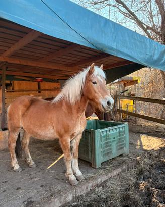 Cavalli Haflinger