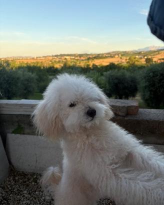 Barboncina per accoppiamento