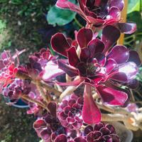 Carciofo delle Canarie 