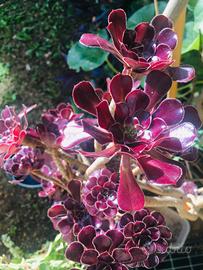 Carciofo delle Canarie 