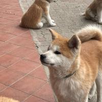 Cucciolo akita inu con pedigree