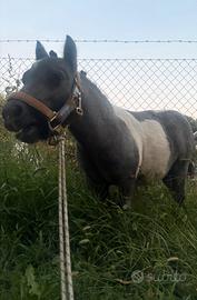 Cavallo