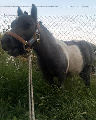 Cavallo